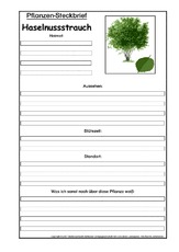 Pflanzensteckbrief-Haselstrauch.pdf